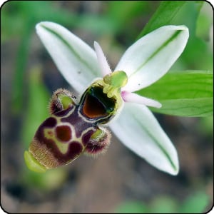 L'Ophrys qui m'a donné l'inspiration